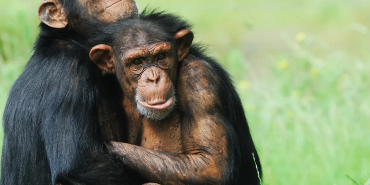 Kibale National Park - Gonja Safaris