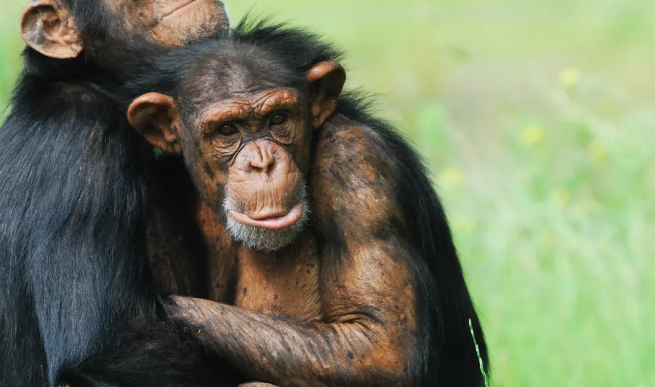 Kibale National Park - Gonja Safaris