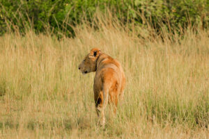 Gonja Safaris - Primates Tours