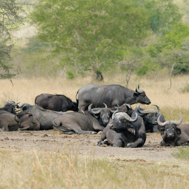 Gonja Safaris - Primates Tours - Buffalo