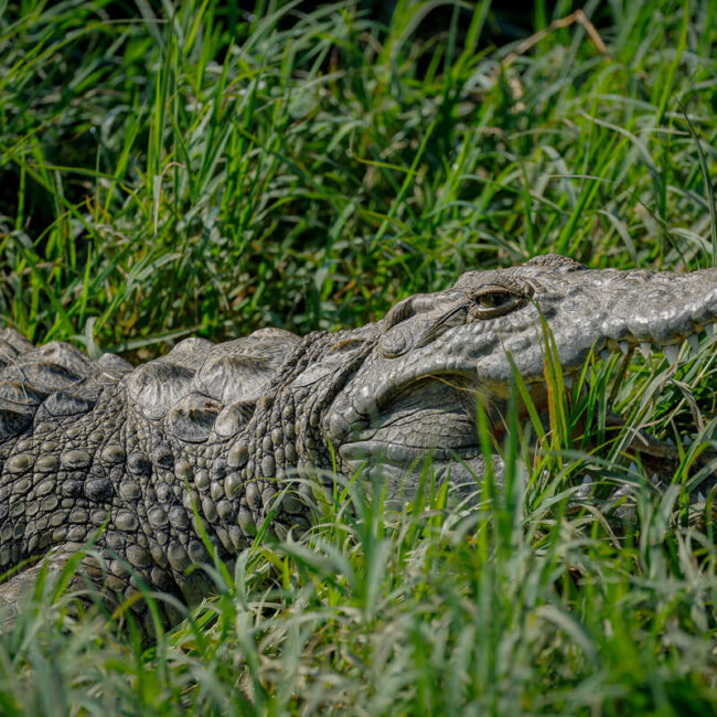 Primates-Gonja-Safaris-Croccodile