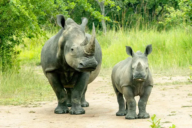 Ziwa Rhino Sanctuary